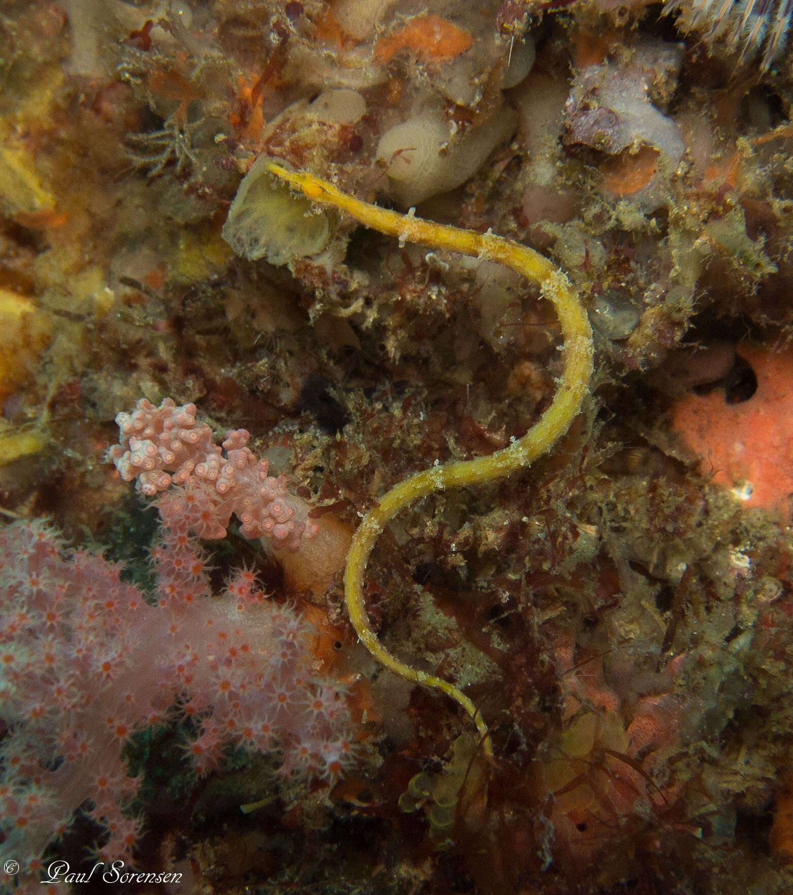 Image of Dusky Pipefish