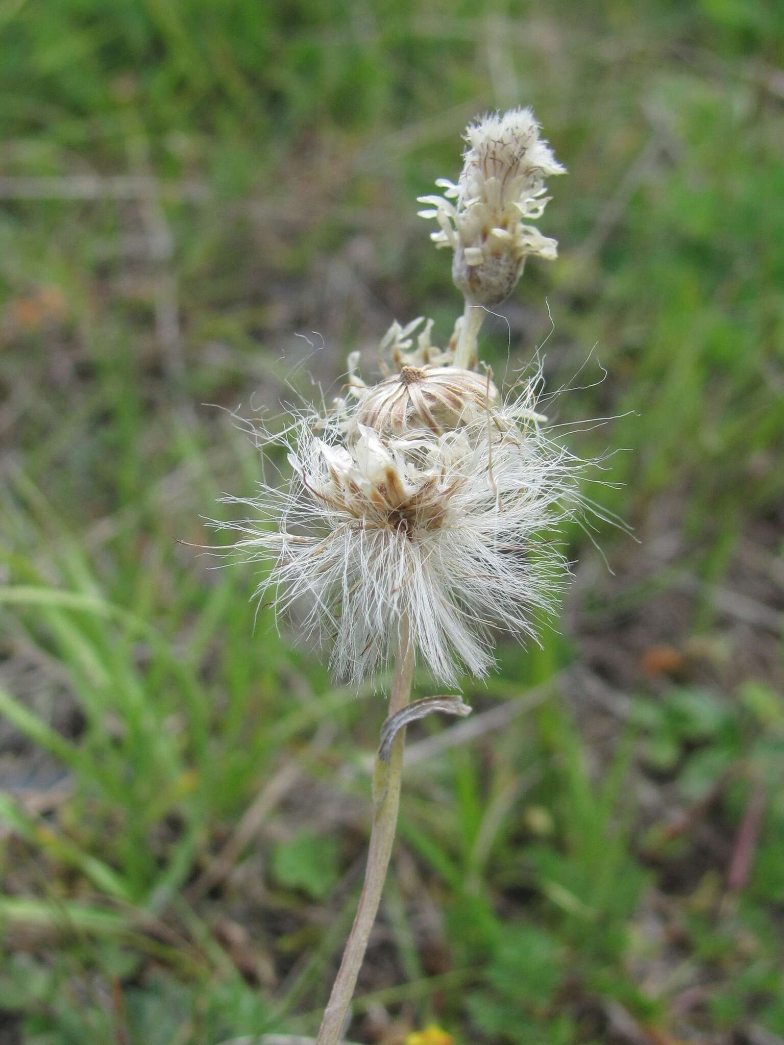 Image of Antennaria caucasica A. Boriss.