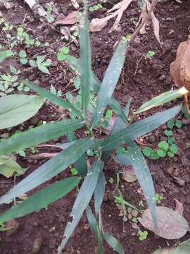 Image of Cooking Ginger