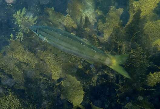 Image of Obtuse barracuda