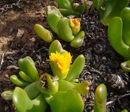 Image of Glottiphyllum depressum (Haw.) N. E. Br.