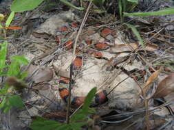 Image of Cemophora Cope 1860