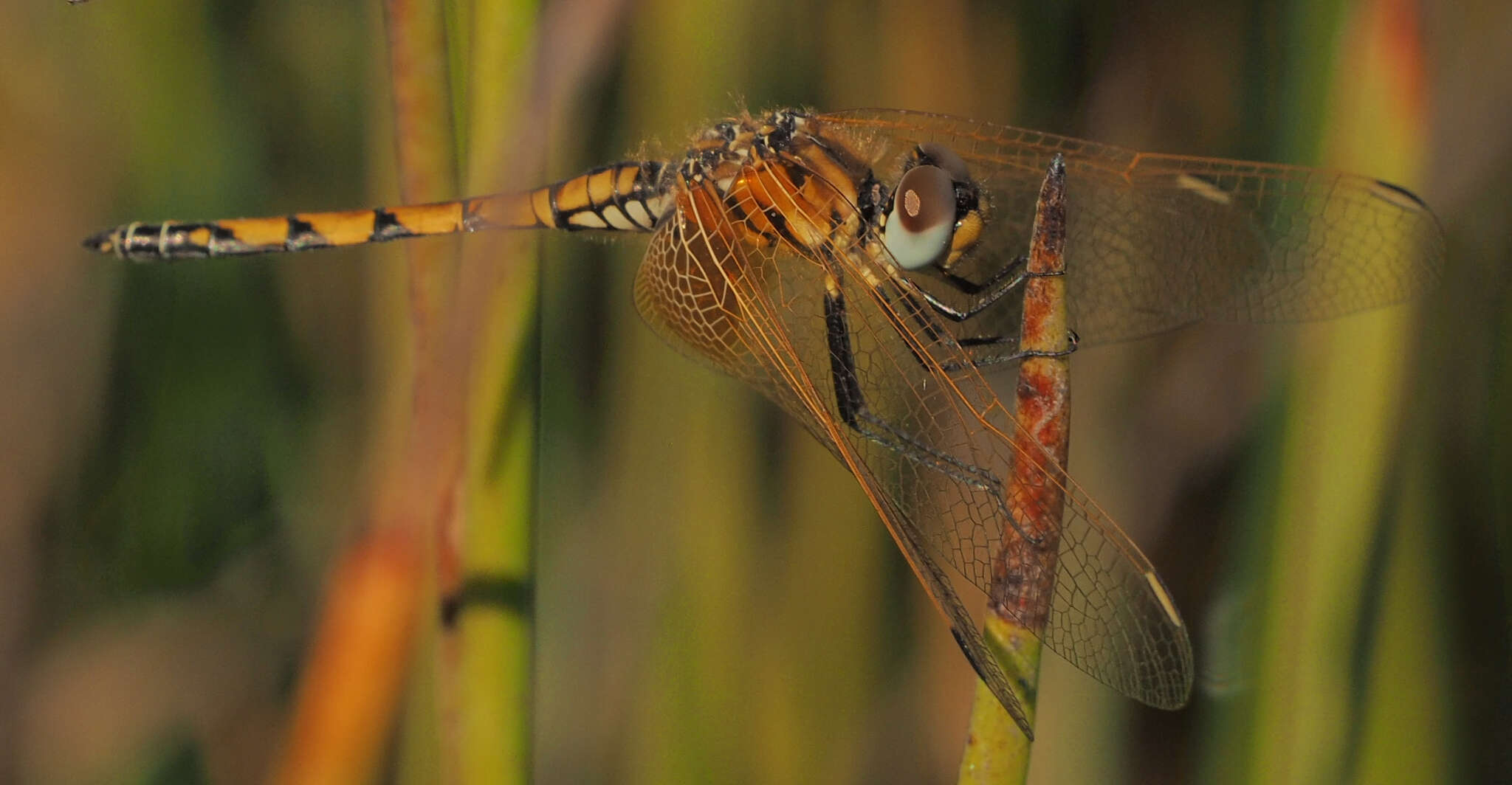 Image of Trithemis monardi Ris 1931