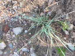 Image of Red Love Grass