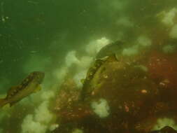 Image of Yellowtail rockfish