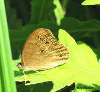 Image of Eyed Brown