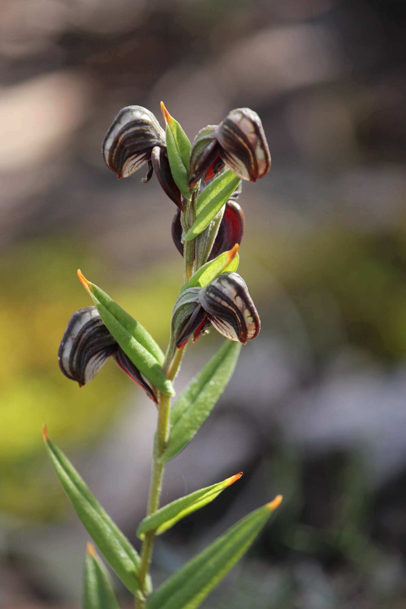 Image of Red-banded greenhood