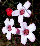 Image of Adenandra mundiifolia Eckl. & Zeyh.