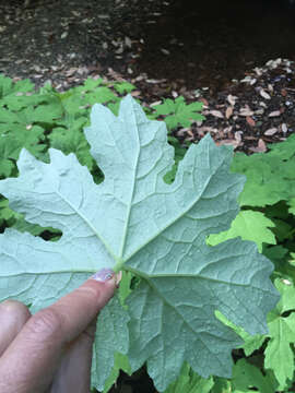 Petasites frigidus var. palmatus (Ait.) Cronq.的圖片