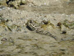 Image of Common mudskipper