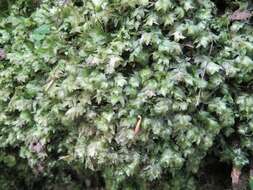 Image of hookeria moss