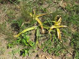 Image of Candy-striped crinum