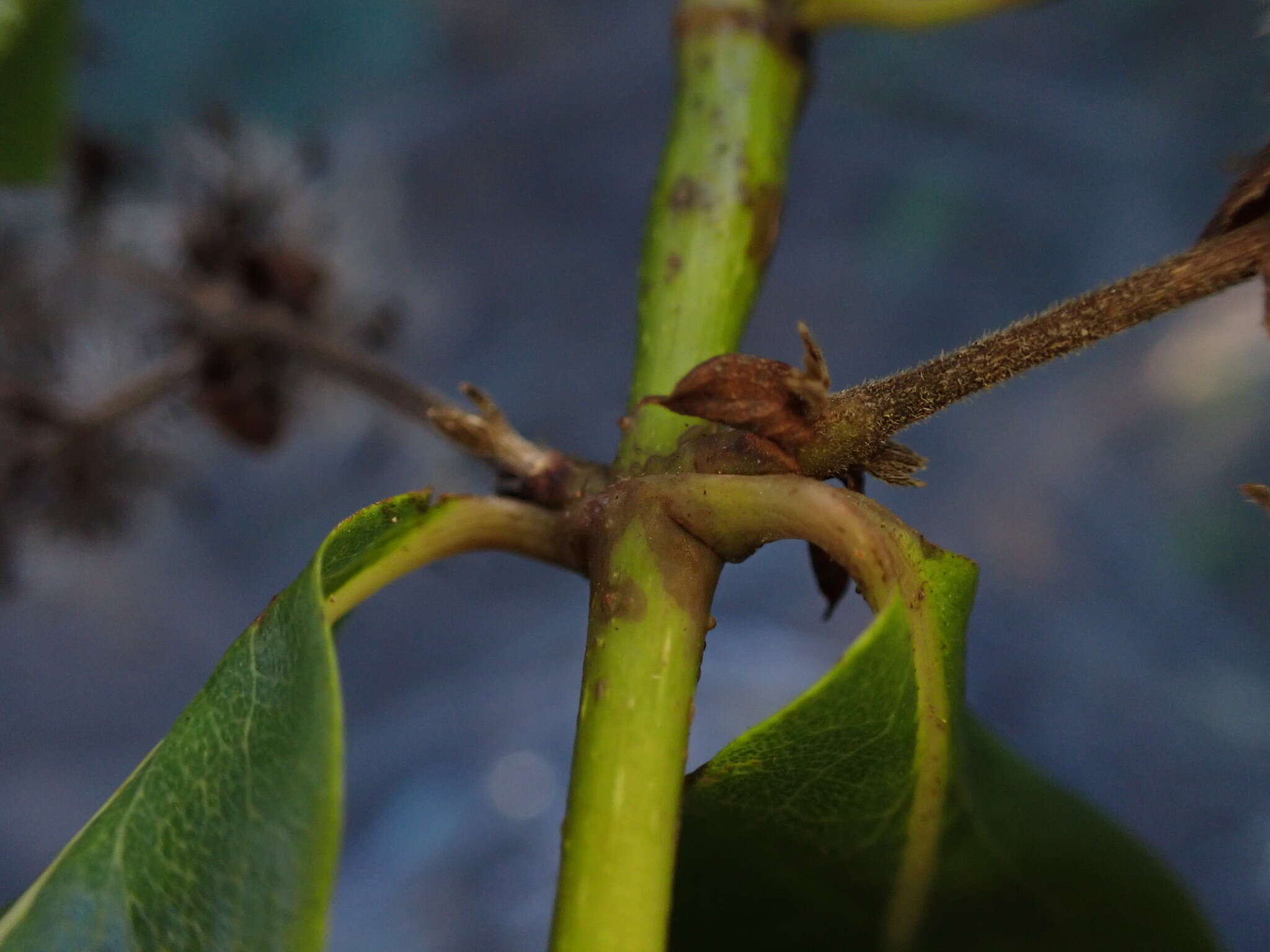 صورة Dubautia latifolia (A. Gray) Keck