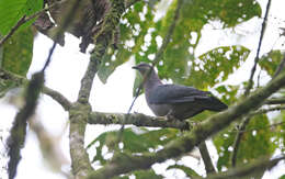 Image of Plumbeous Pigeon