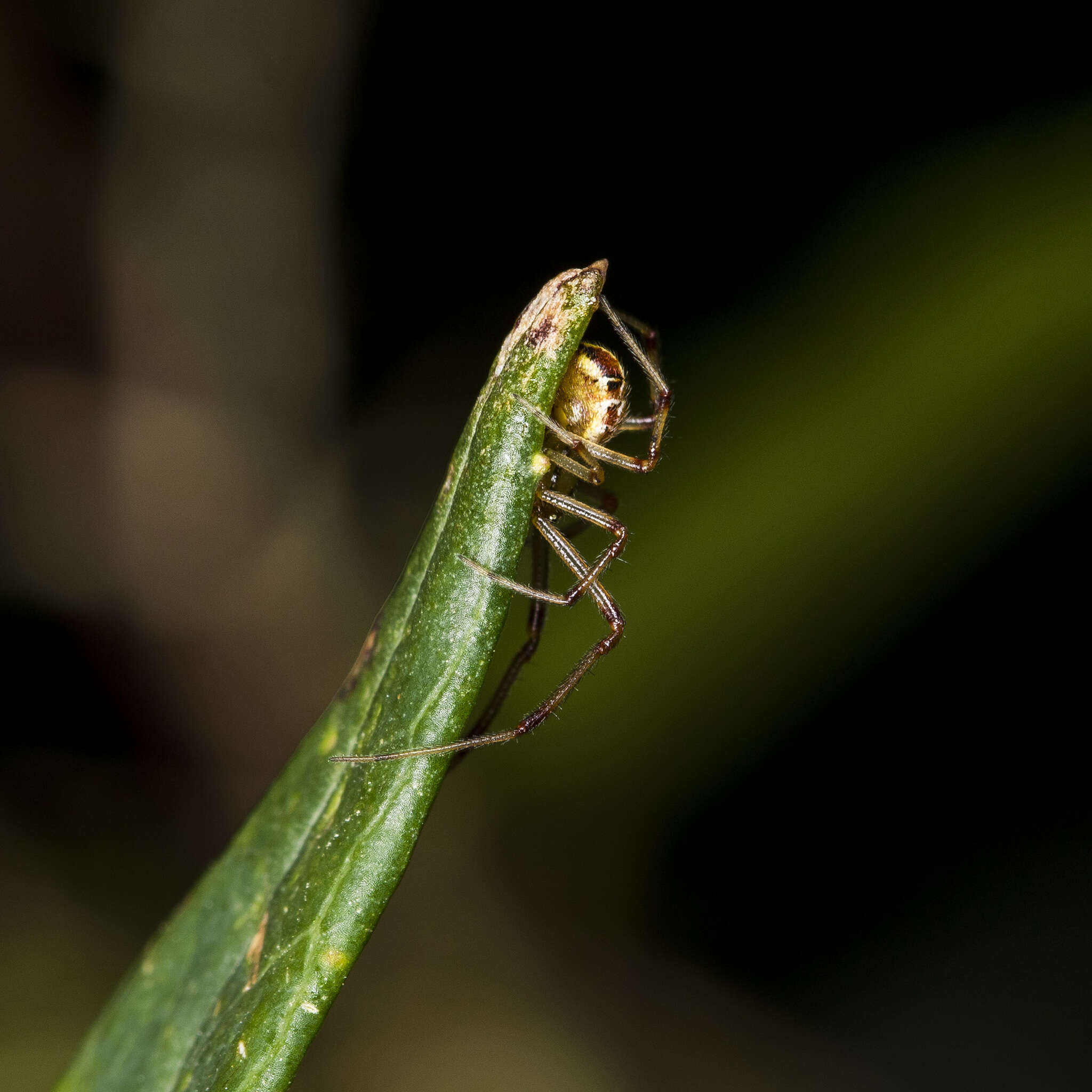 Слика од Phylloneta impressa (L. Koch 1881)