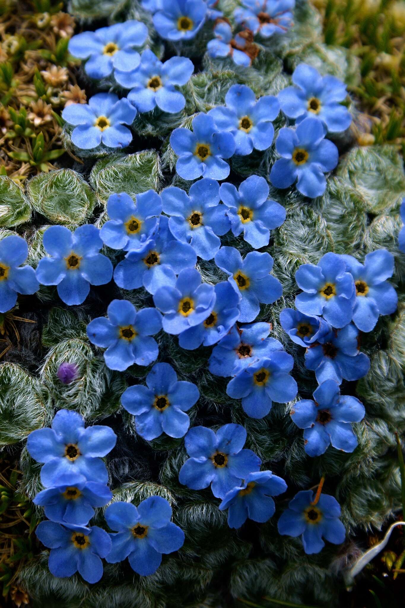 Image of Chionocharis hookeri (C. B. Cl.) I. M. Johnst.