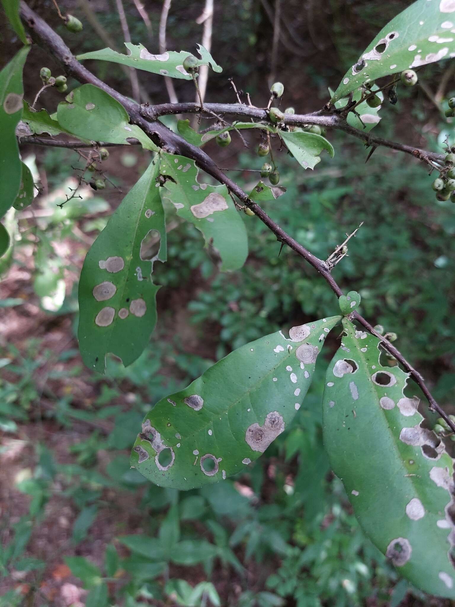 Image of Achatocarpus oaxacanus Standl.