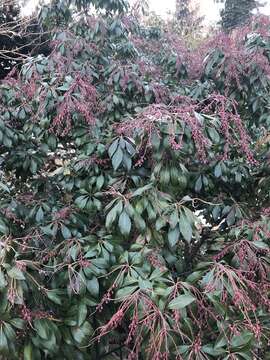 Image of Pieris japonica (Thunb.) D. Don ex G. Don