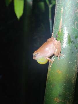 Image of Pseudophilautus amboli (Biju & Bossuyt 2009)