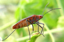 Image of Leptocoris isolatus (Distant 1914)