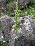 Image of Ornithogalum sphaerocarpum A. Kern.