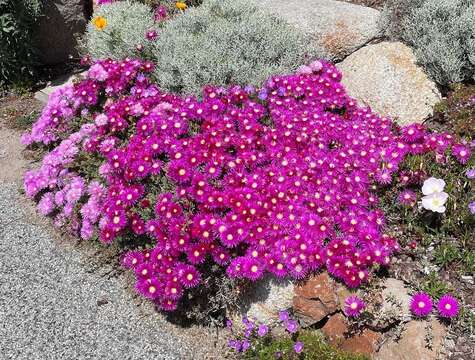 Imagem de Delosperma cooperi (Hook. fil.) L. Bol.