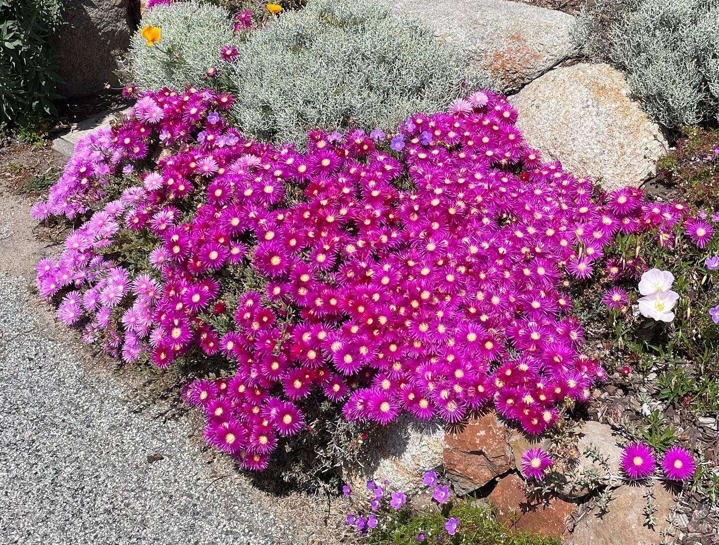 Imagem de Delosperma cooperi (Hook. fil.) L. Bol.