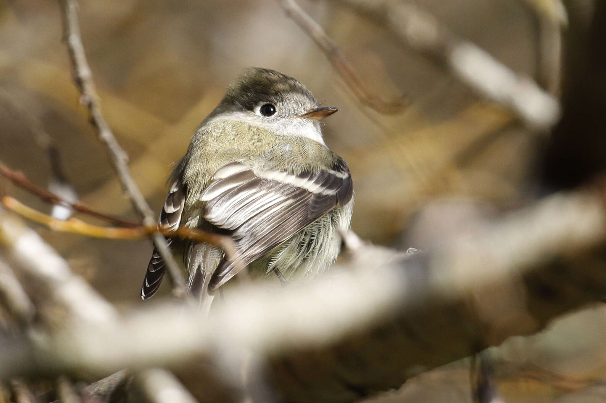 Empidonax hammondii (Xántus 1858)的圖片