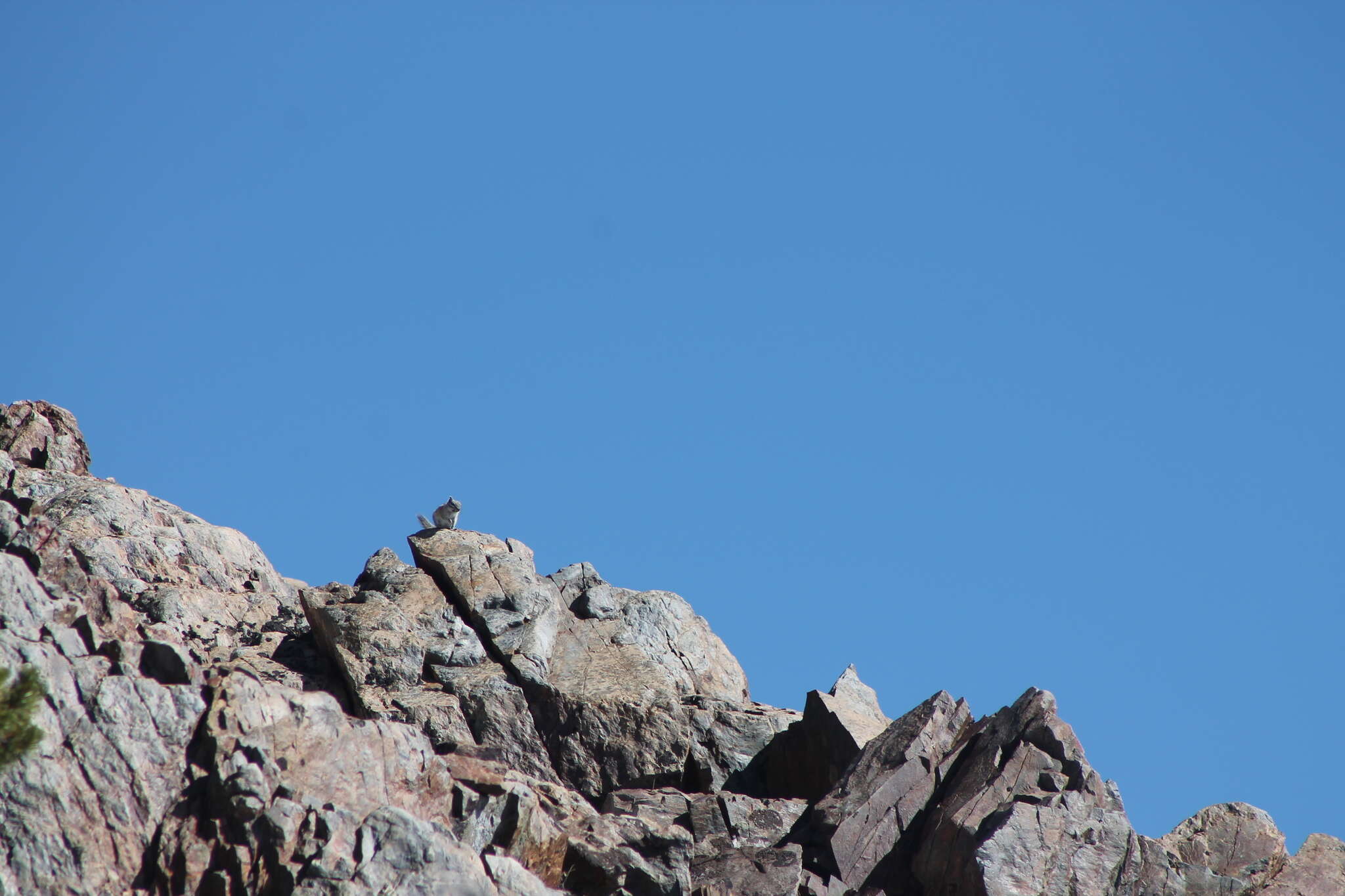 Image of Alpine Chipmunk