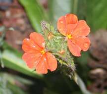 Image of Crossandra greenstockii S. Moore