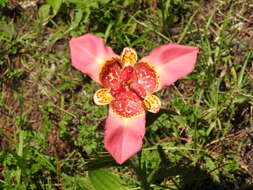 Слика од Tigridia pavonia (L. fil.) Redouté