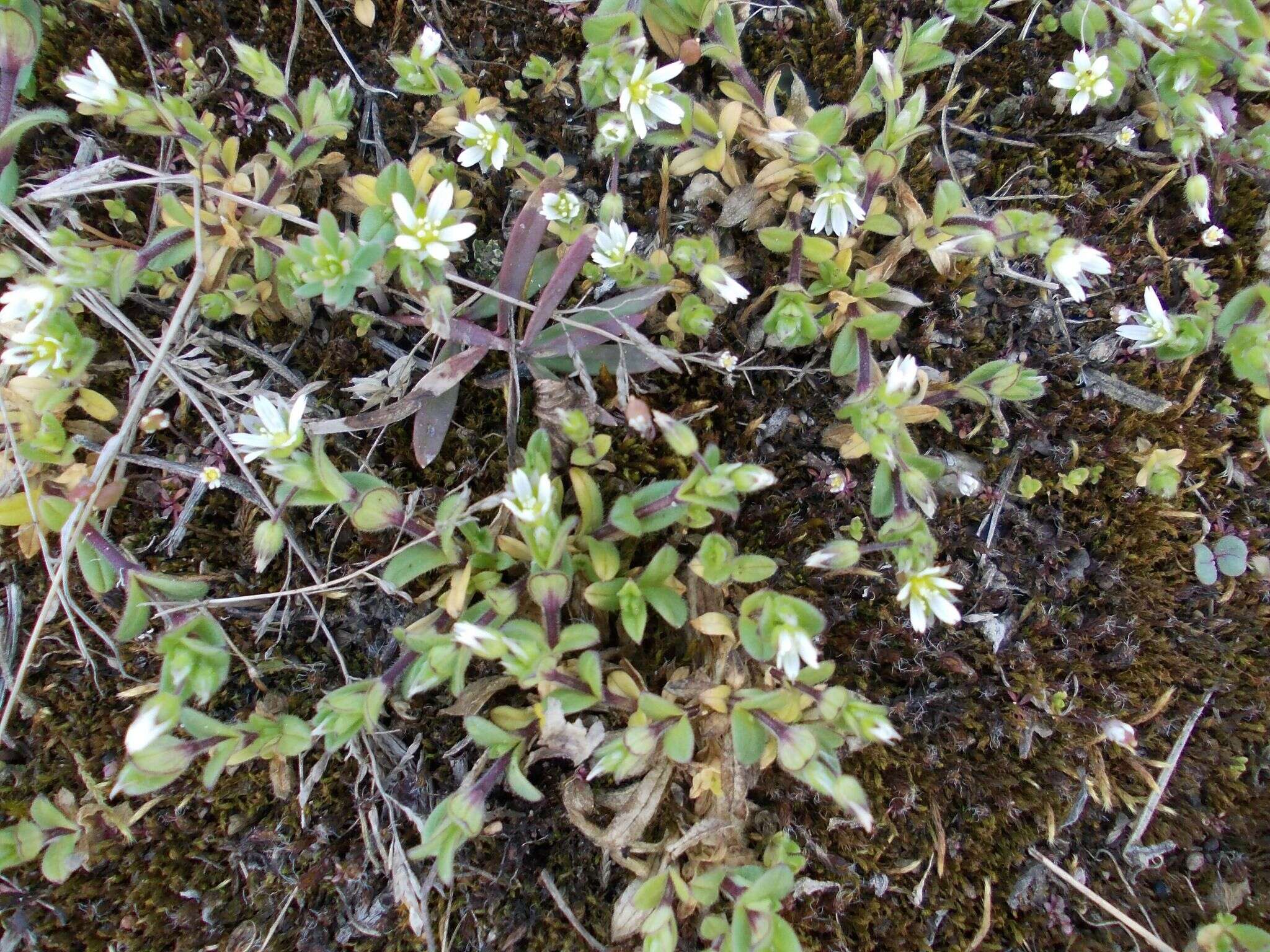 Image of Cerastium glutinosum Fries