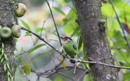 Image of Golden-throated Barbet