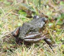 Image of Emerald Forest Frog