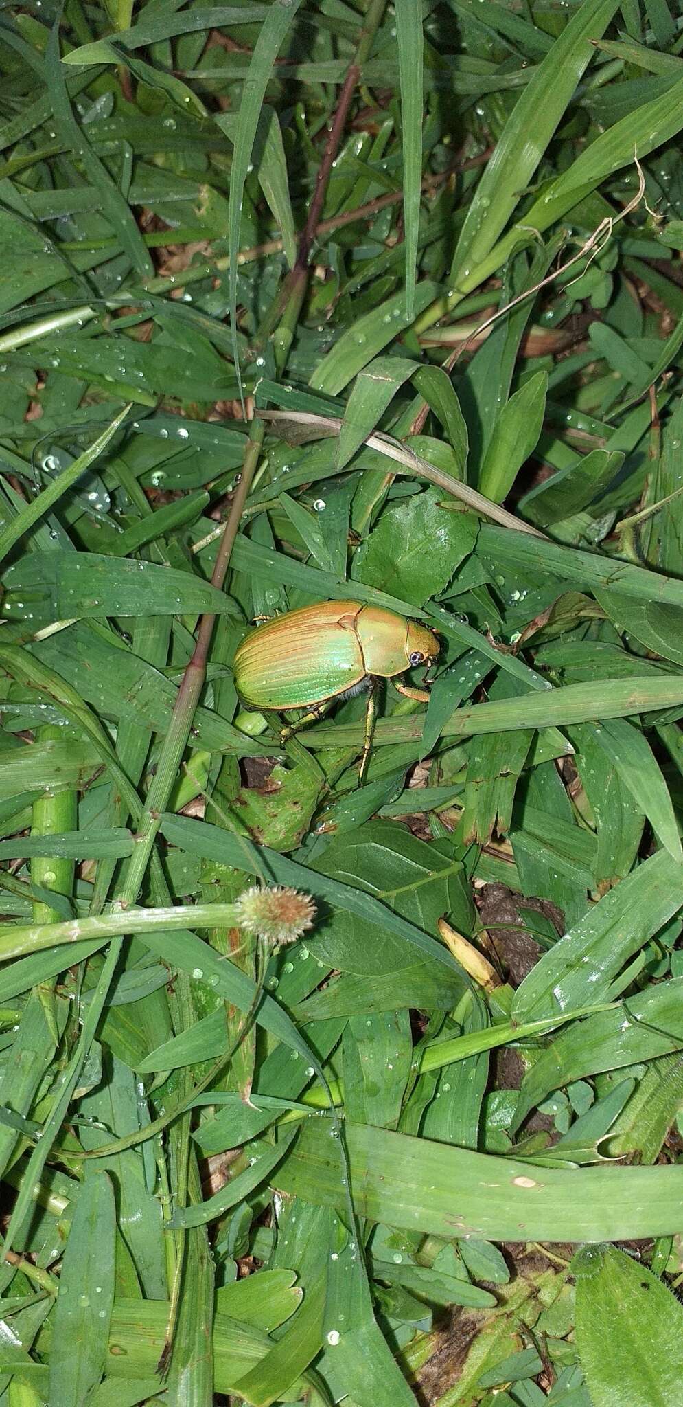 Imagem de Chrysina costata (Blanchard 1850)