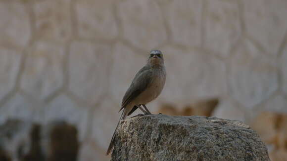 Image of Large Grey Babbler