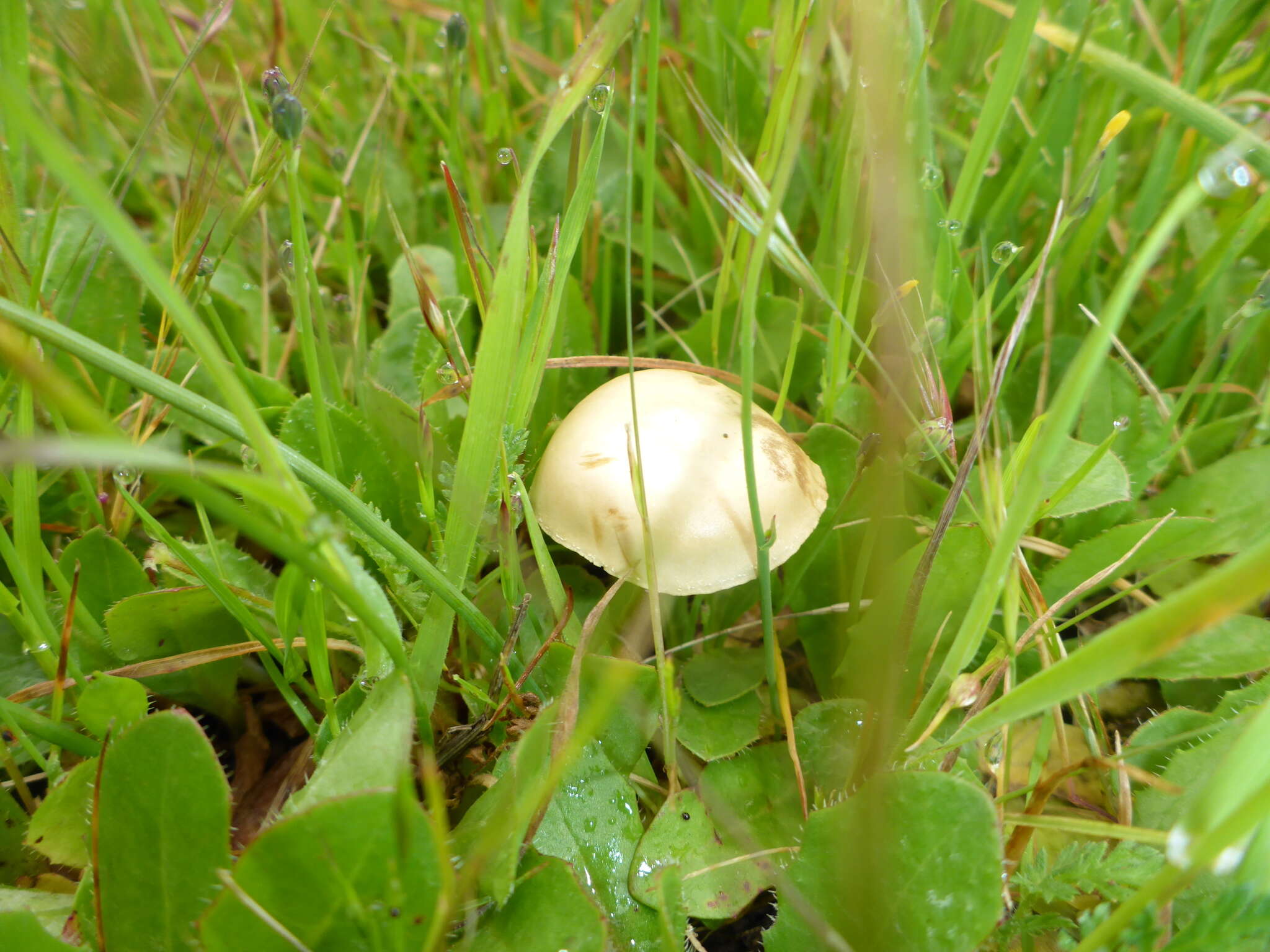 Image of Agrocybe pediades (Fr.) Fayod 1889