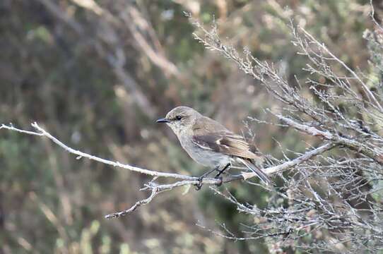 Image de Melanodryas Gould 1865