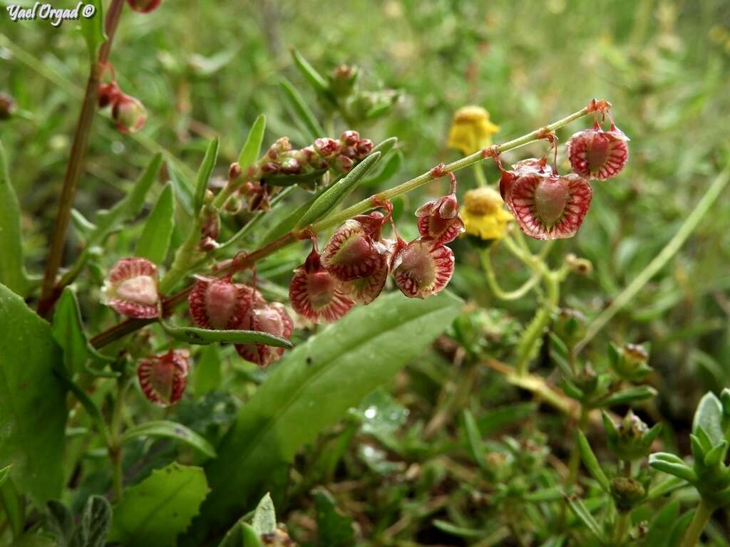 Rumex pictus Forsskál的圖片