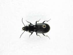 Image of Pterostichus (Melanius) ebeninus (Dejean 1828)