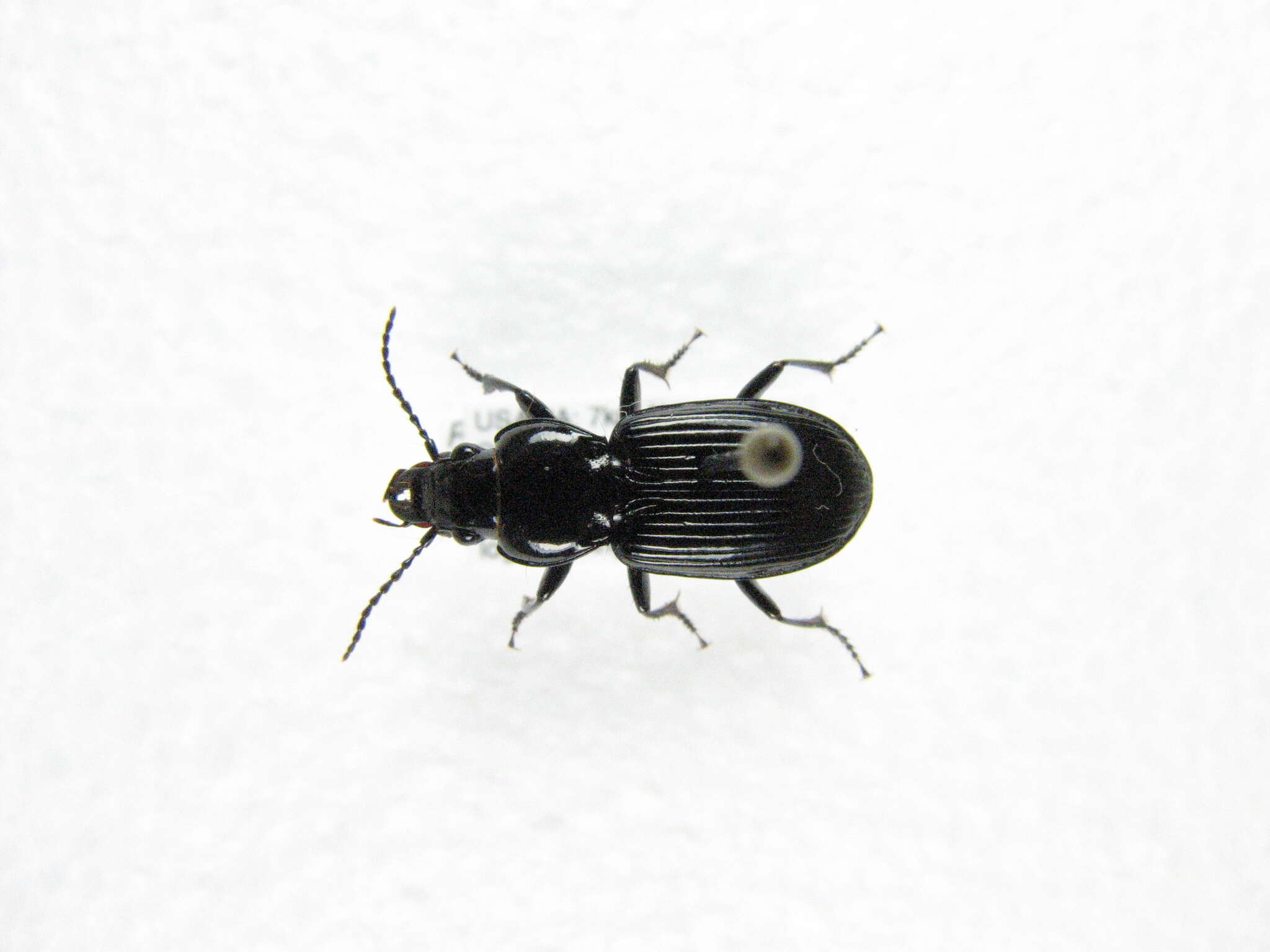 Imagem de Pterostichus (Melanius) ebeninus (Dejean 1828)