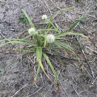 Image of Cyperus alatus subsp. albus (Nees) Lye