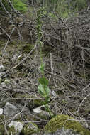 Imagem de Epipactis helleborine subsp. orbicularis (K. Richt.) E. Klein