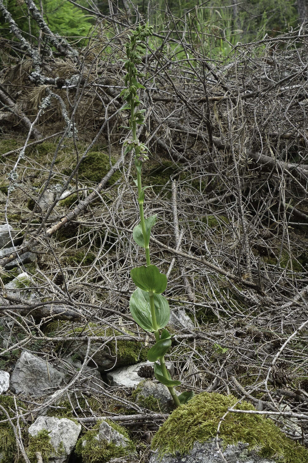 Imagem de Epipactis helleborine subsp. orbicularis (K. Richt.) E. Klein