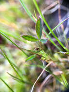 Sivun Trifolium oliganthum Steud. kuva