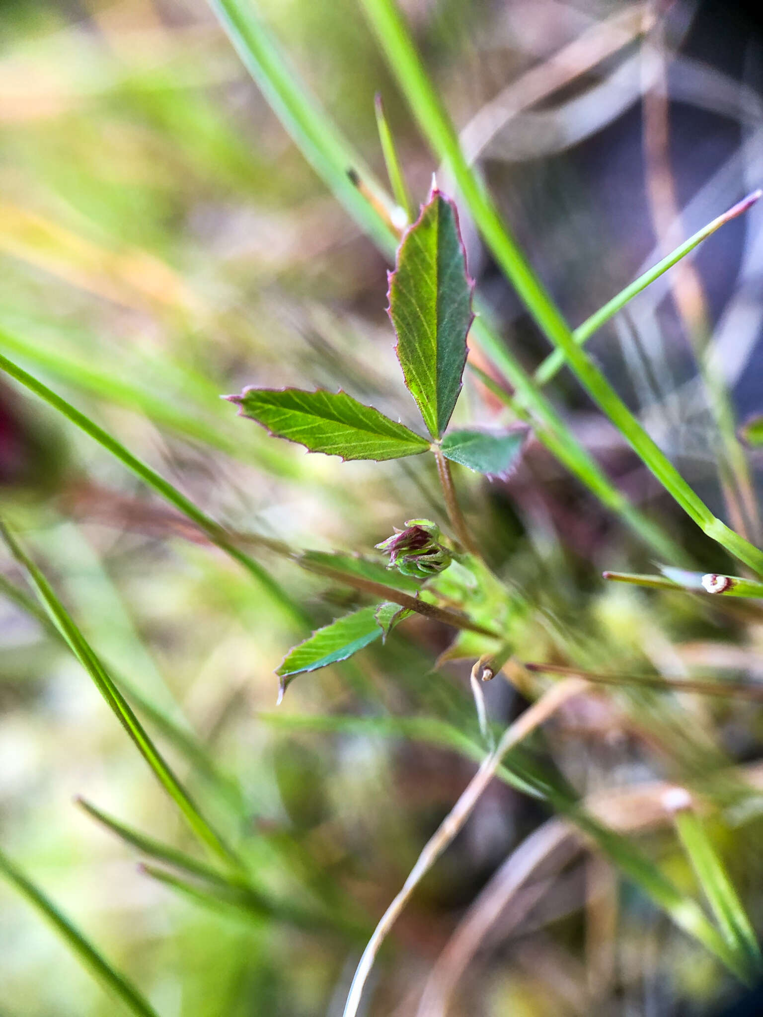 Image of fewflower clover