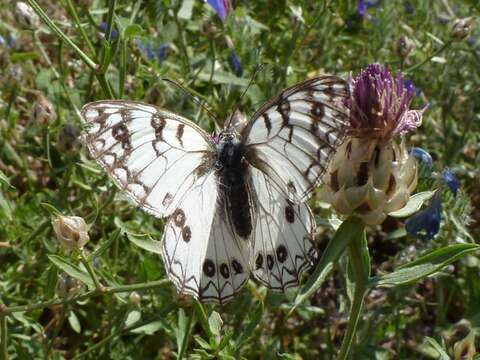 Imagem de Melanargia arge Sulzer 1776