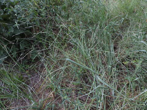 Image of fall panicgrass