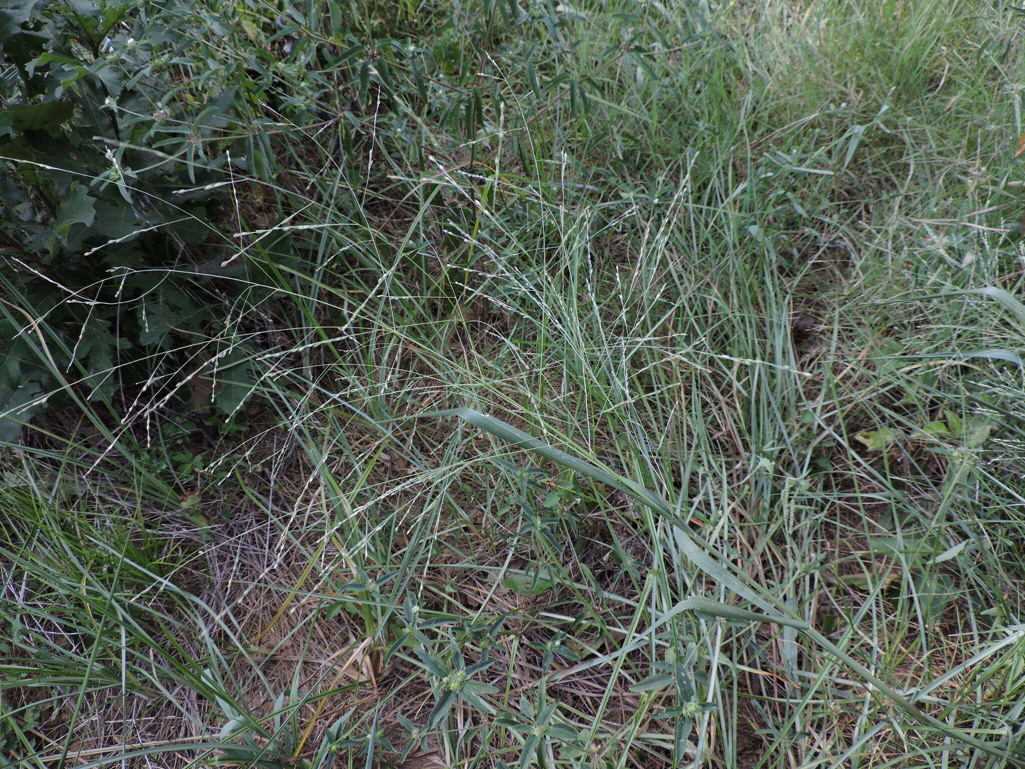 Image of fall panicgrass