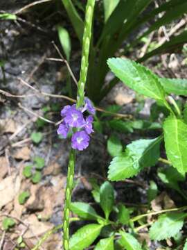 Image of light-blue snakeweed